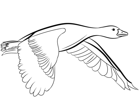 Flying Mallard Duck Coloring Page